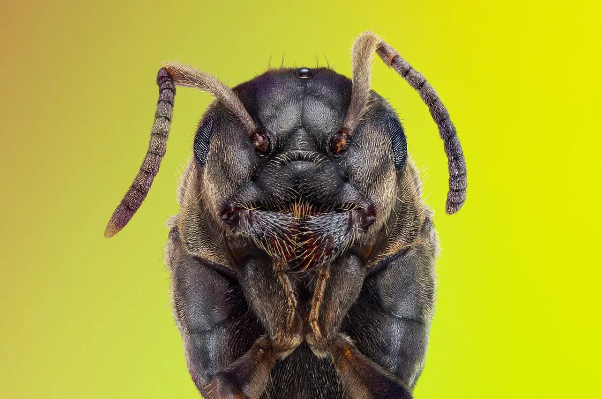 Age & Gender Detection - Portrait of an ant, full face view