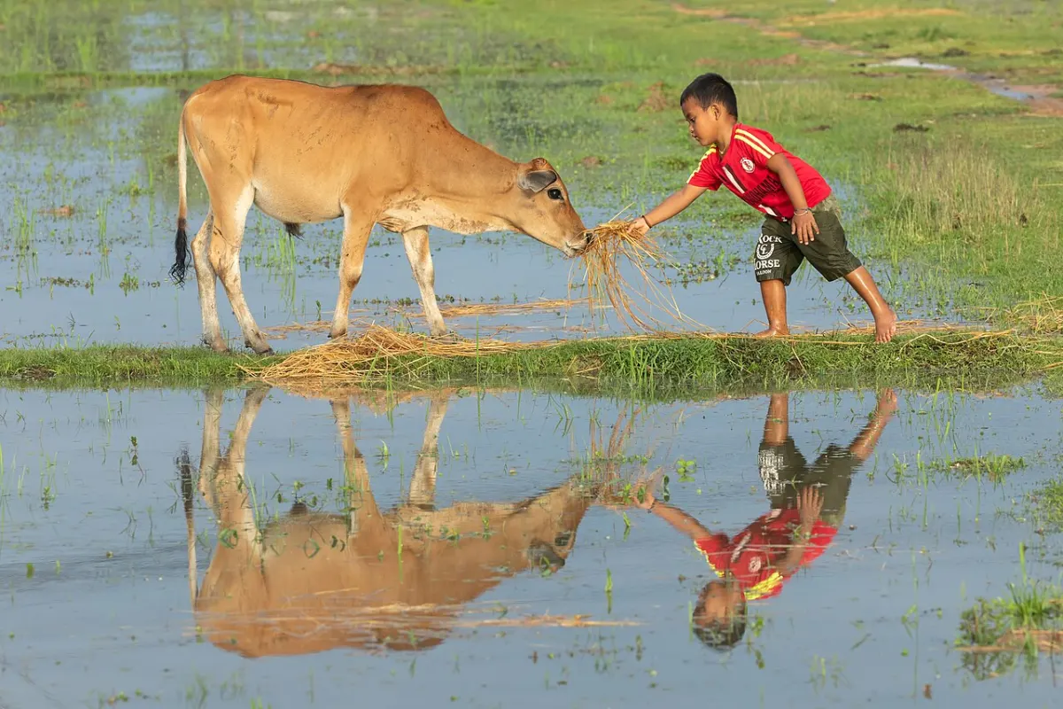 Agriculture Management System - Water reflection of a boy feeding hay to a cow in a paddy field at golden hour in Laos