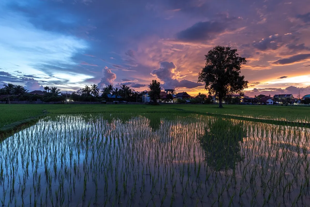 Agriculture Management System - Colorful sky with pink and blue clouds reflecting in the water of a paddy field at dusk in