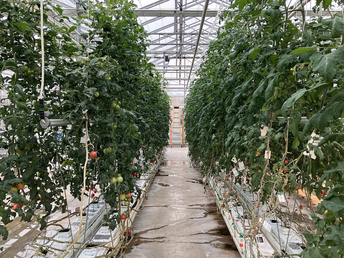 Aquaponics Monitoring System - NC Greenhouse Nursery Tomatoes in Aquaponics