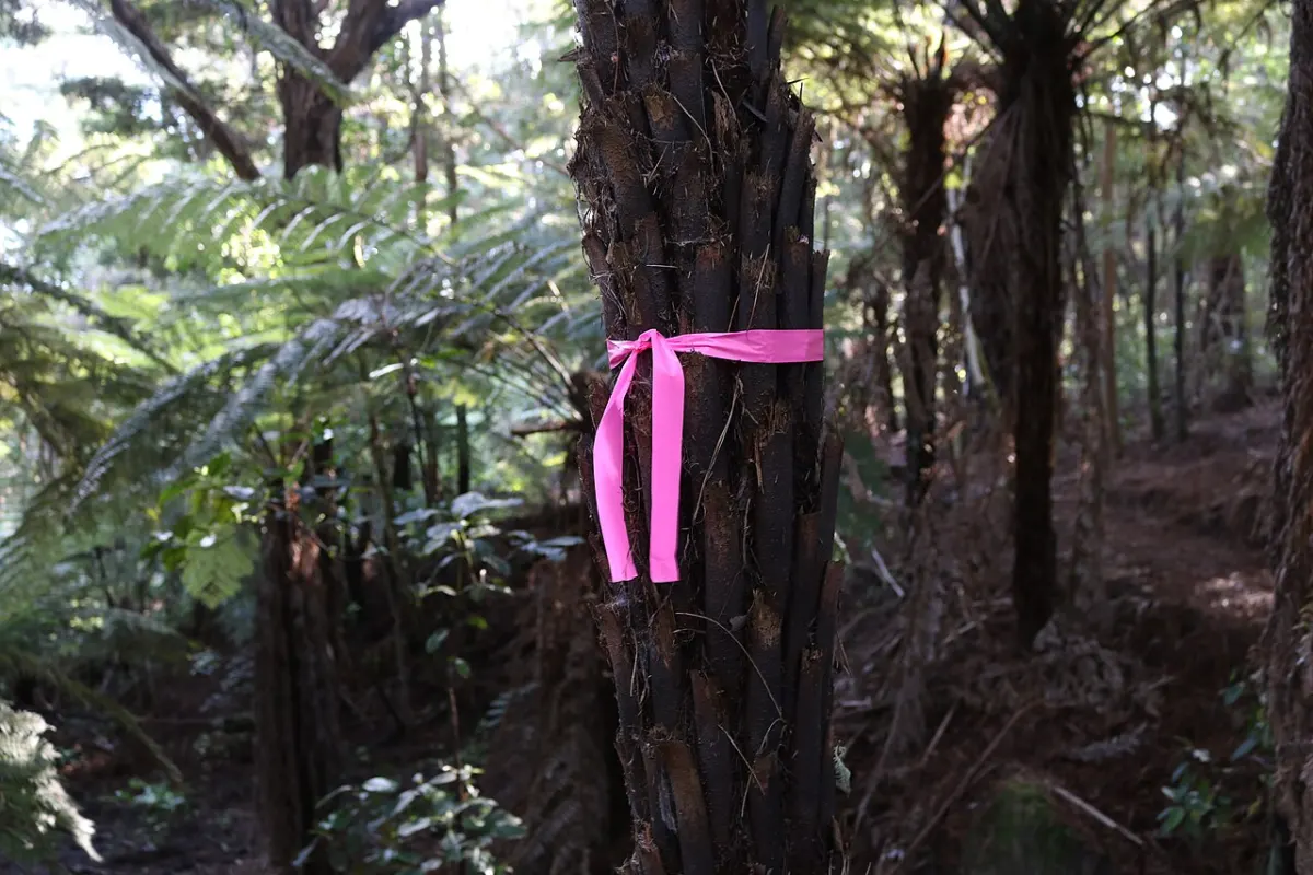 Breast Cancer Detection - Pink ribbon on fern, Burnside Escarpment