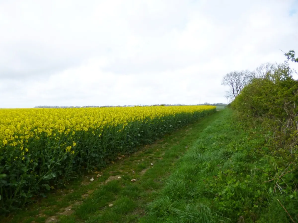 Crop Management System - Green Hill, crop field
