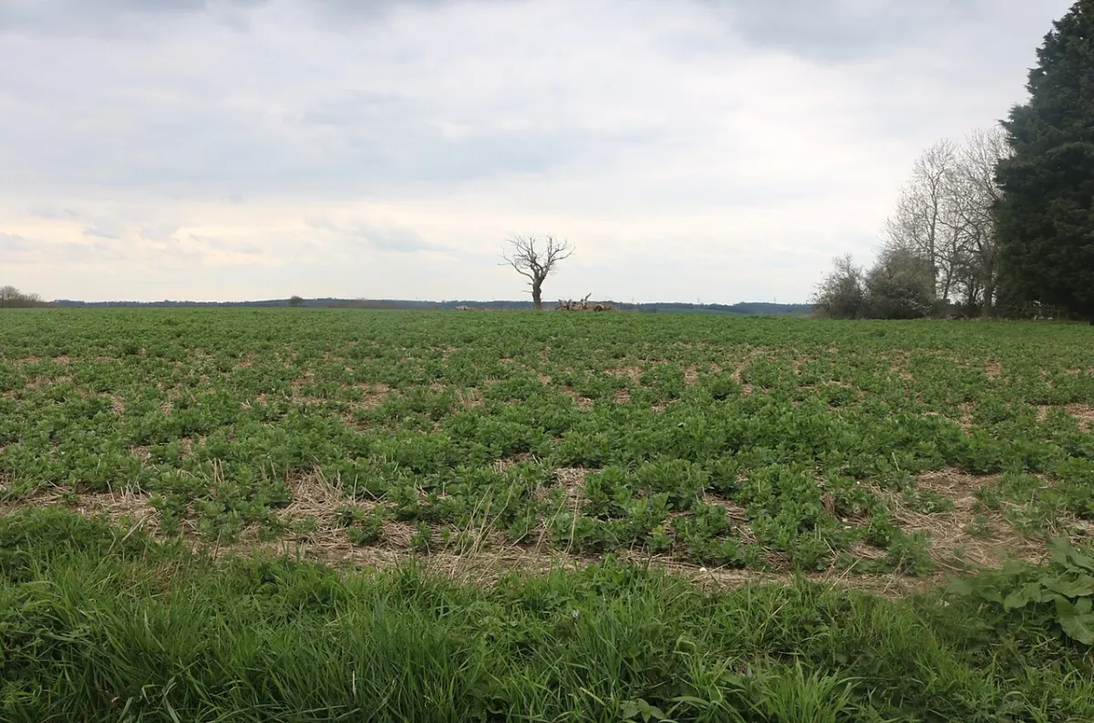 Crop Management System - Crop field in Bassus Green