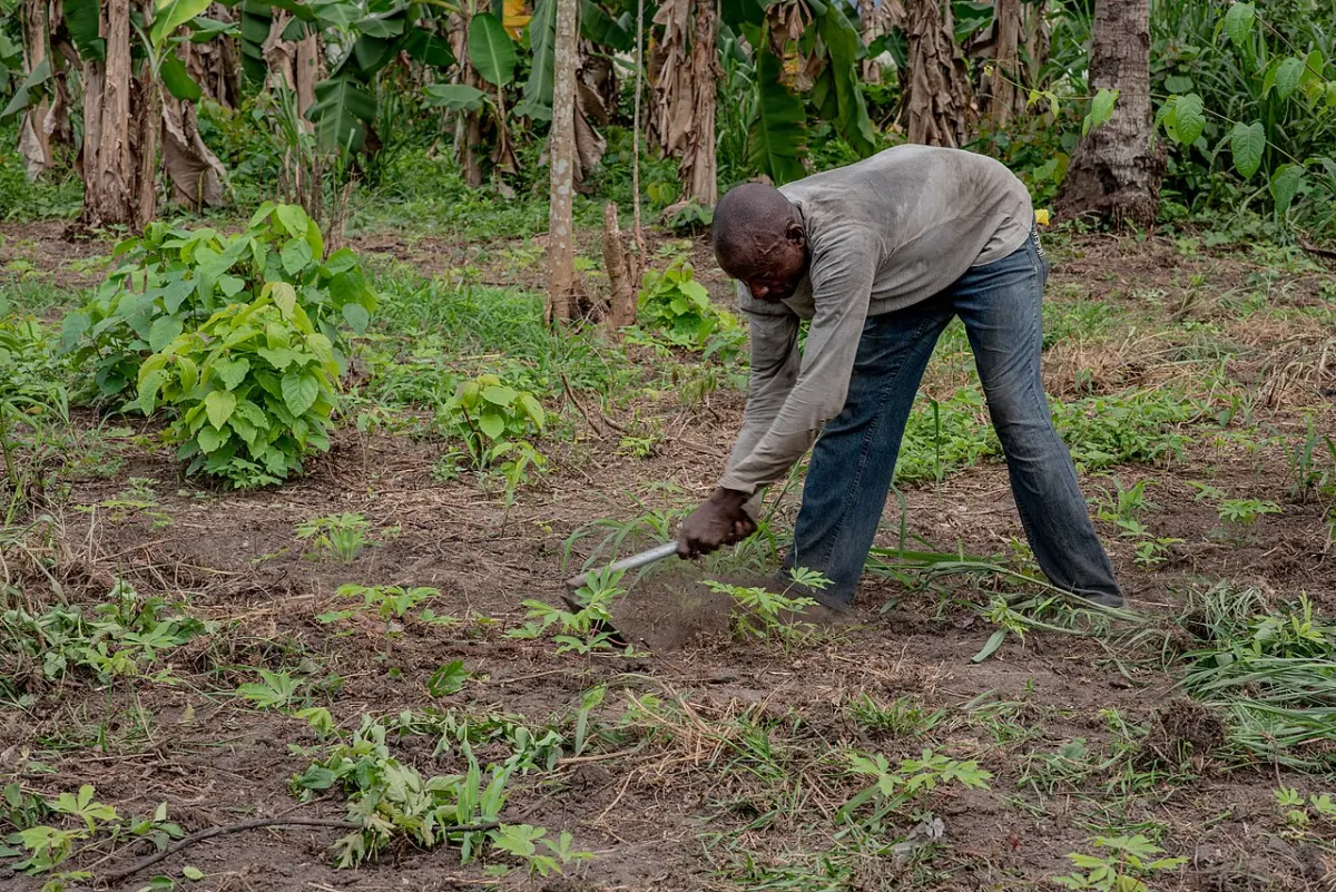 Crop Recommendation System - Farmer tilling the soil for cassava planting