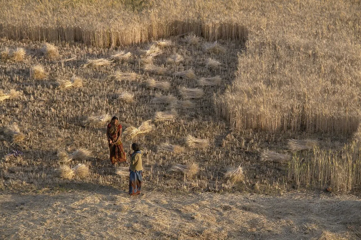 Crop Yield Prediction - Wheat harvest, Raisen district, Madhya Pradesh, India
