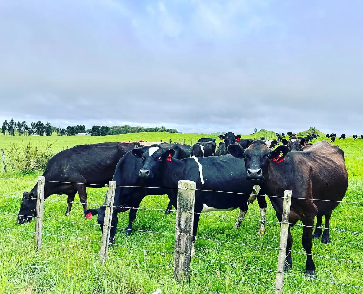 Dairy Management System project