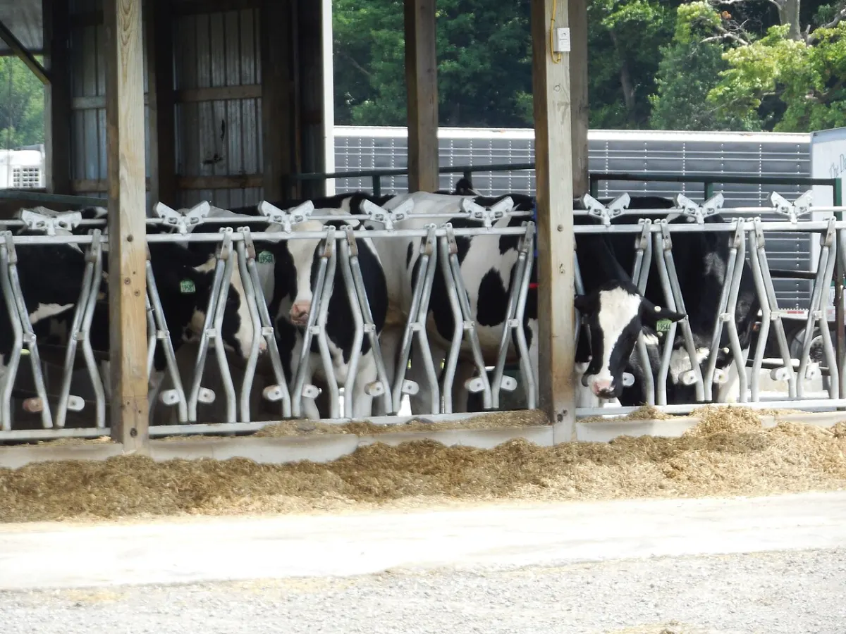 Dairy Management System - Country Dairy cows 2