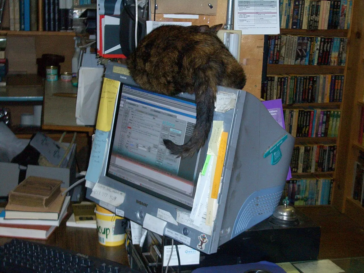Duplicate File Finder - Cat-and-computer-monitor-3388