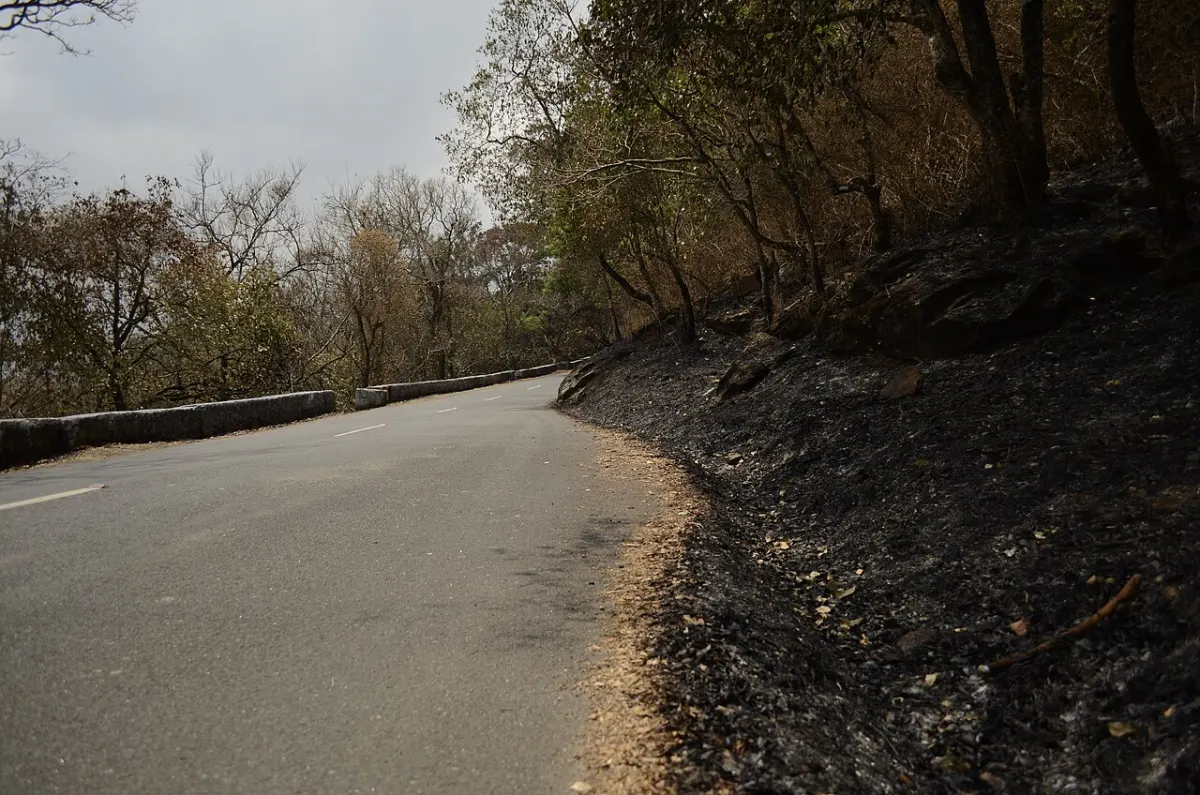 Forest Fire Prediction - Roadside forest fire JEG7882