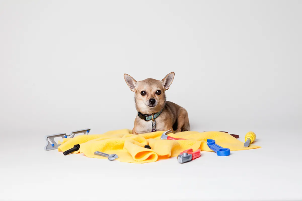 Local Service Finder App - Brown Mixed-Breed Dog with Handyman Tools