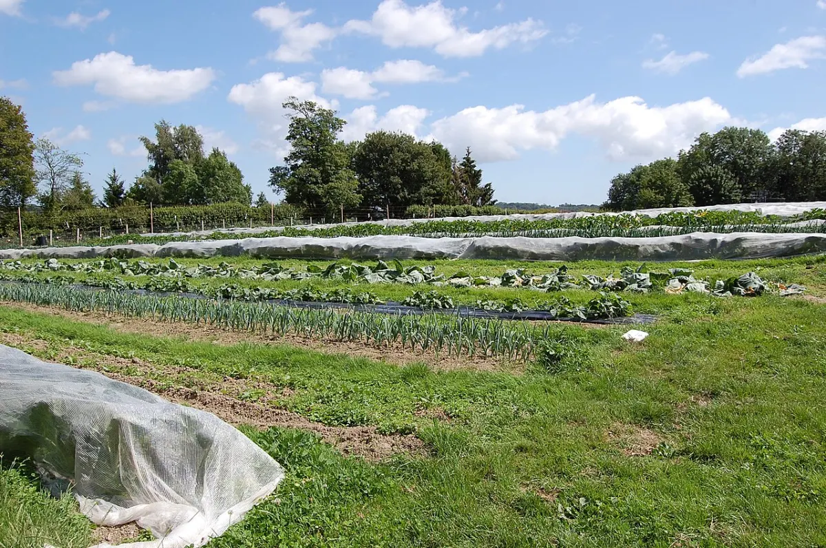 Online Organic Food Store - Organic Vegetables at Darvell Community