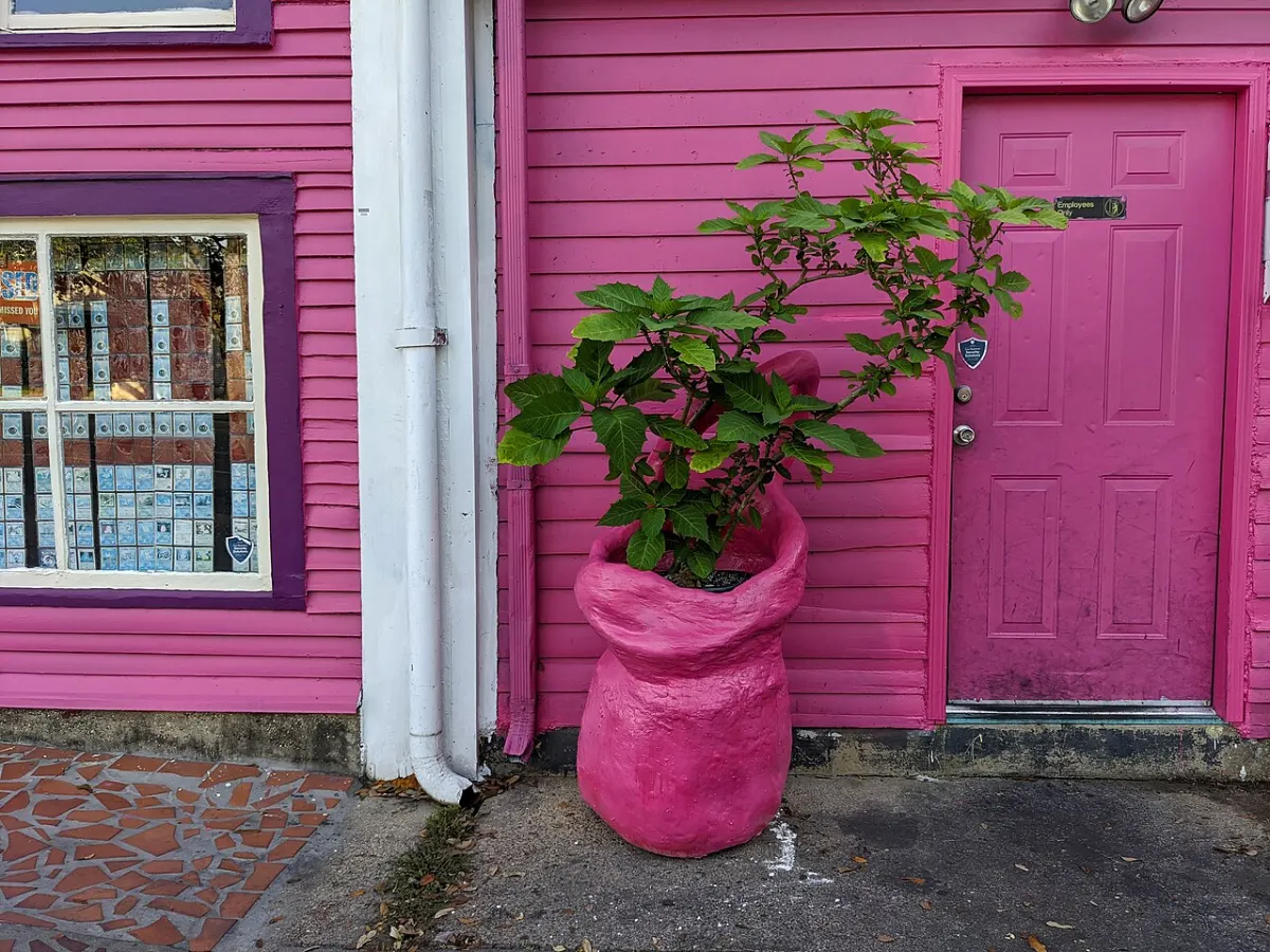 Online Plant Nursery Store - Pink Potted Plant - Mid-City New Orleans May 2020