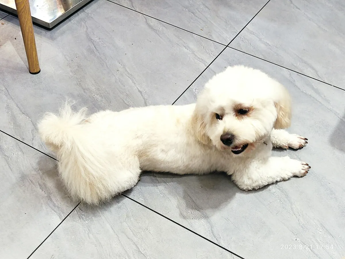 Pet Care App project