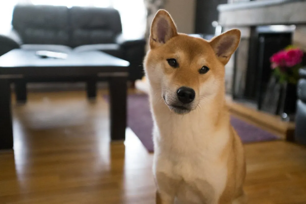 Pet Care App - Picography-curious-dog-animal-pet-house-home-sm-1