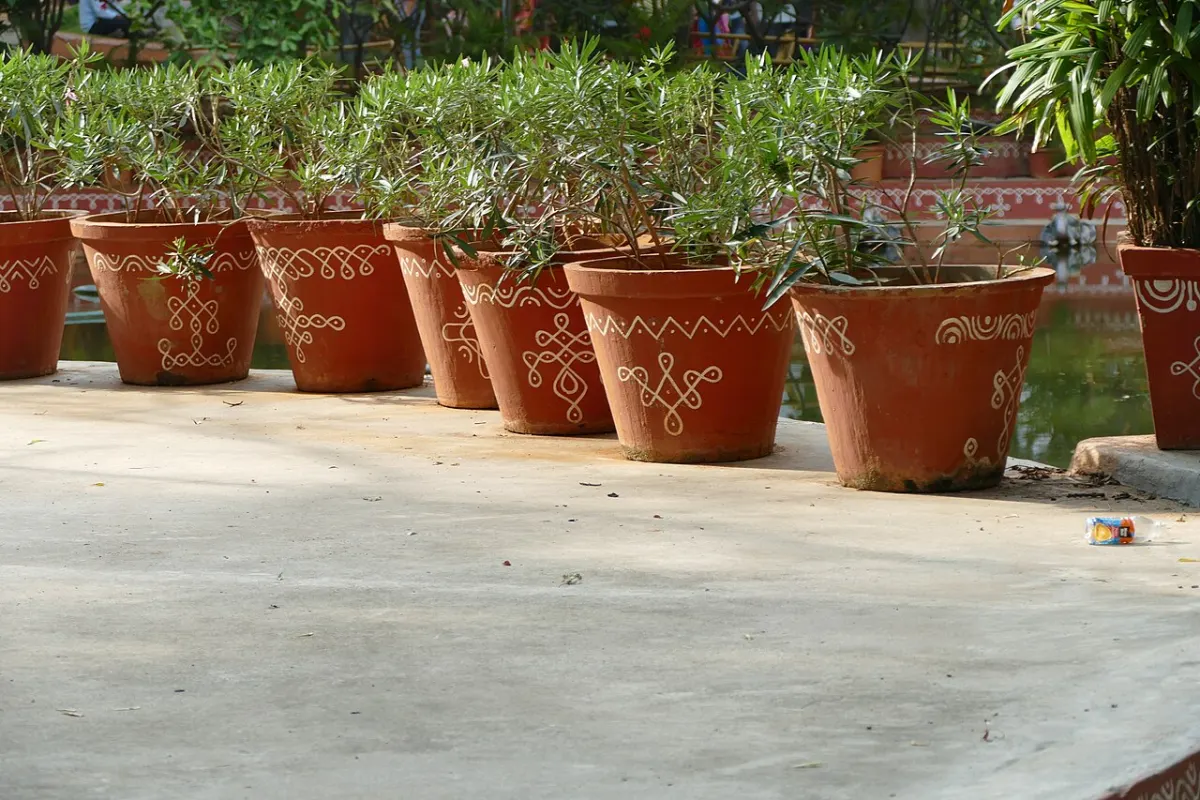 Plant Care Reminder App - Potted plants in Shilparamam 01