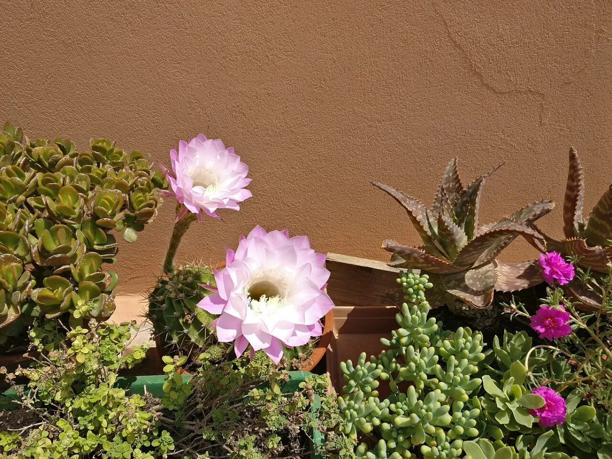 Plant Care Reminder App - Flowering cactus and other potted plants