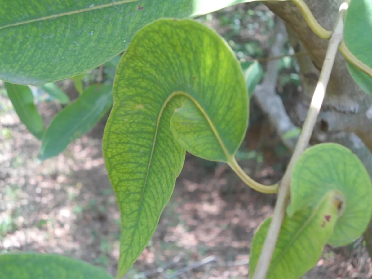 Plant Disease Detection project