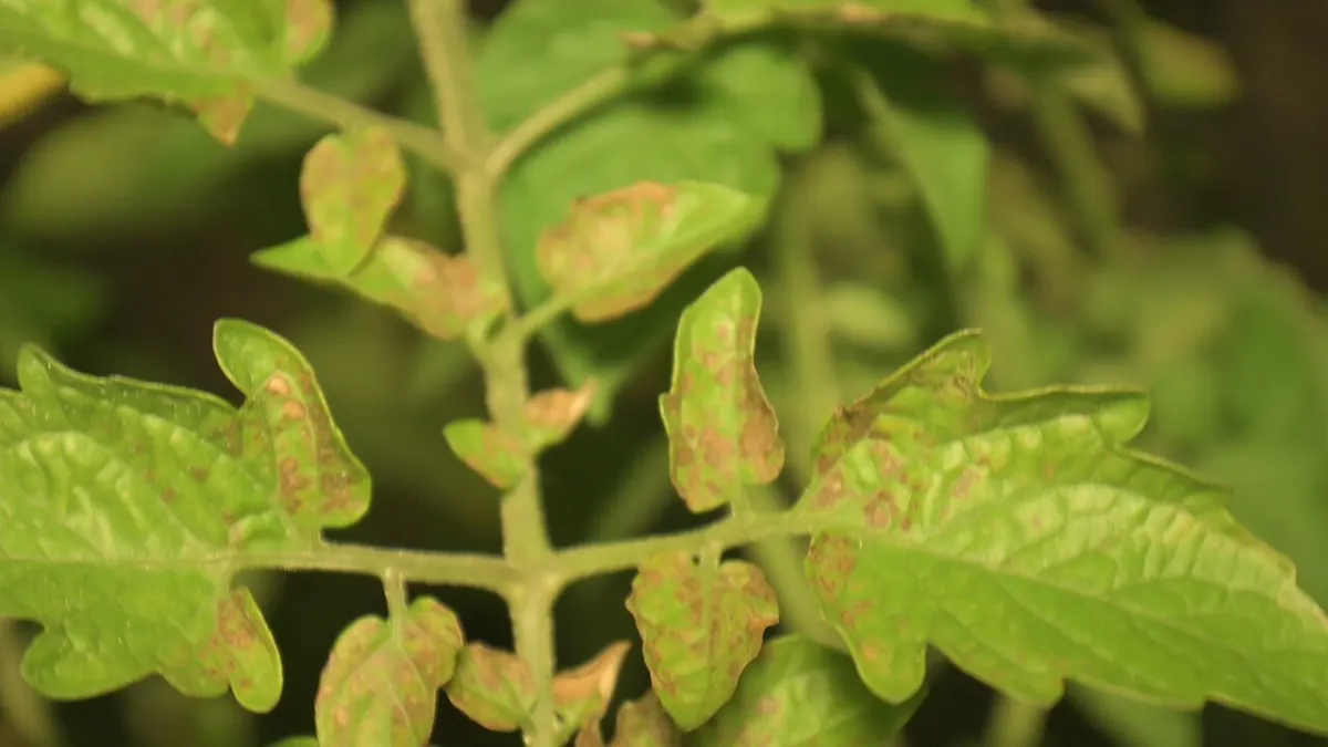 Plant Disease Detection - Tomato septoria leaf spot 3007