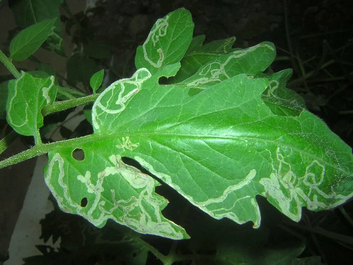 Plant Disease Detection - Agromyzidae tomato Leaf miners Минирующие мухи