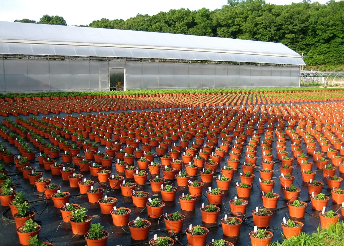 Plant Nursery Management System project