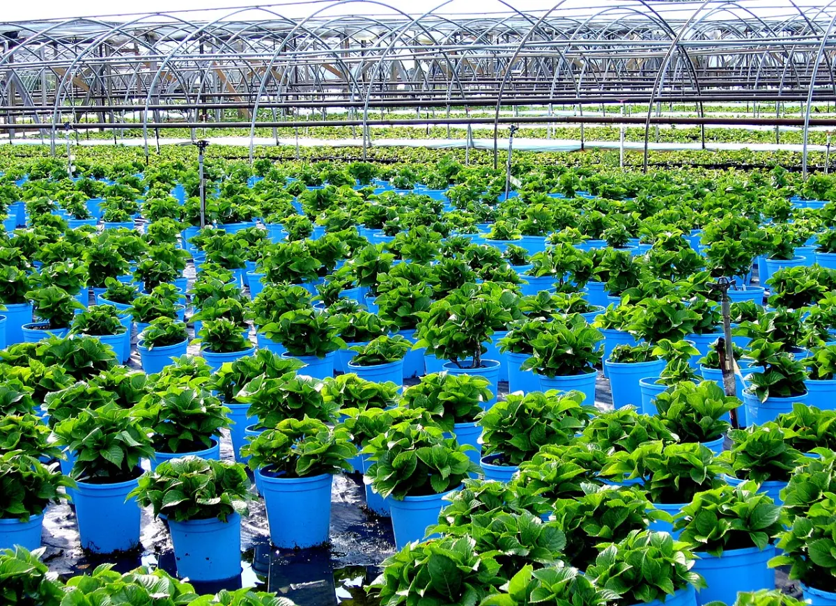 Plant Nursery Management System - Cutchogue - Oregon Road - Plant Nursery