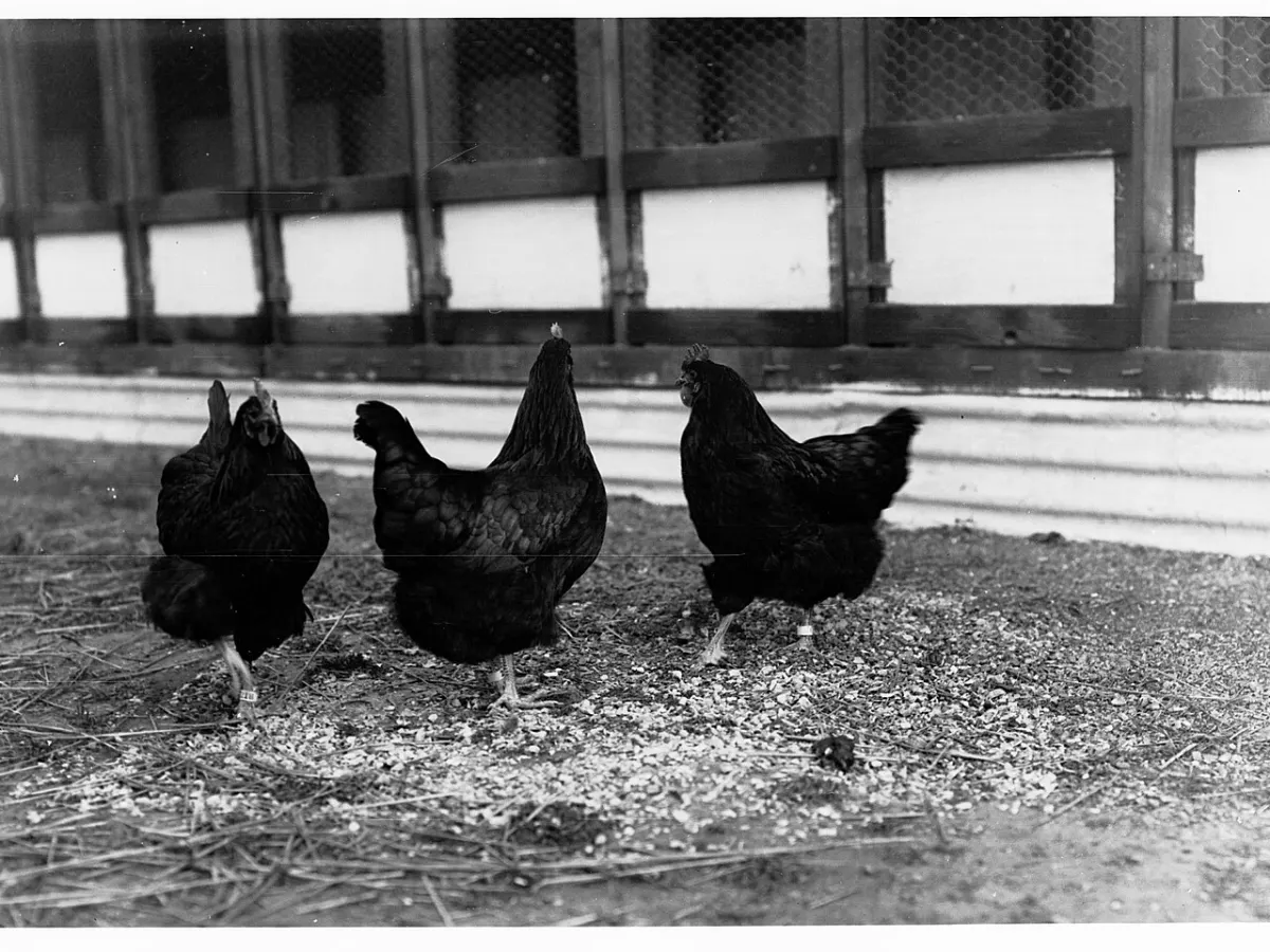 Poultry Management System project