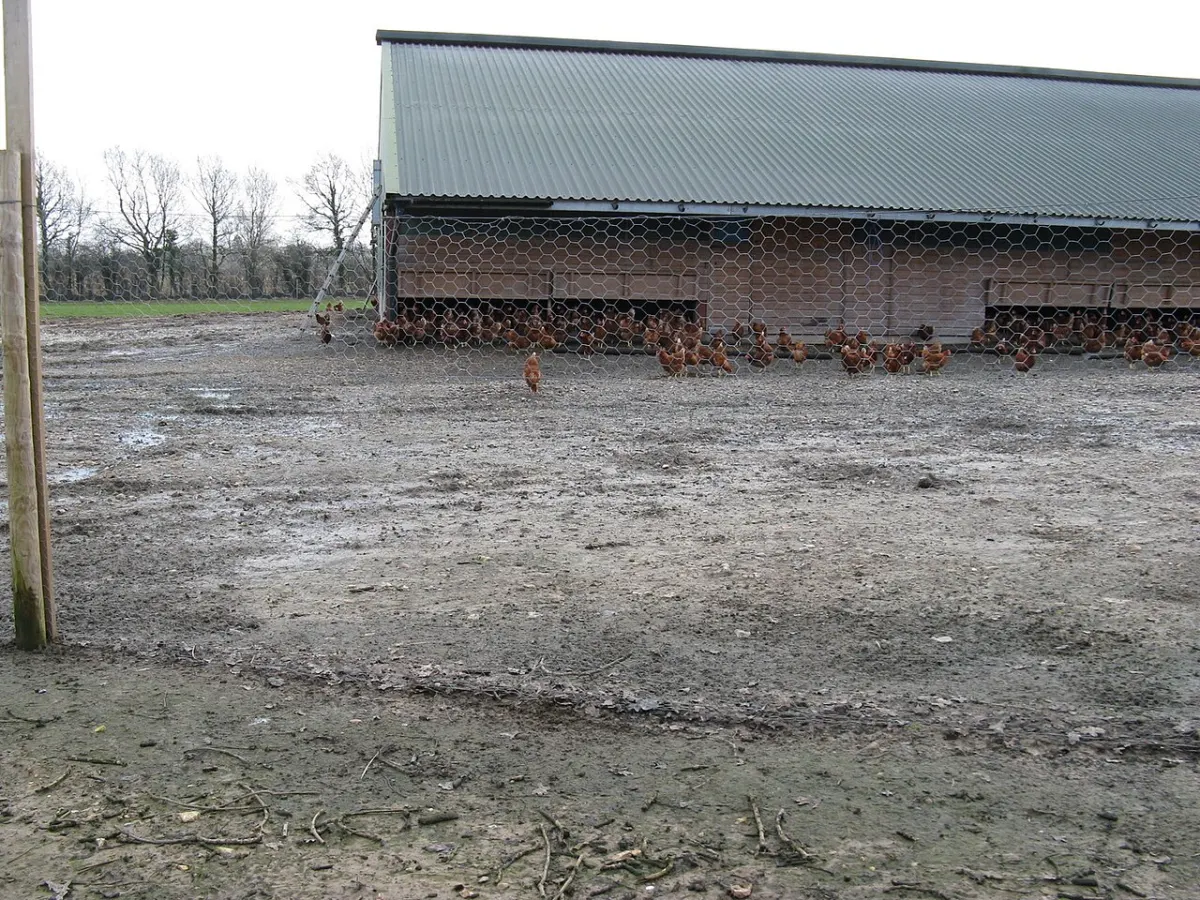 Poultry Management System - Chickens on Poultry Farm