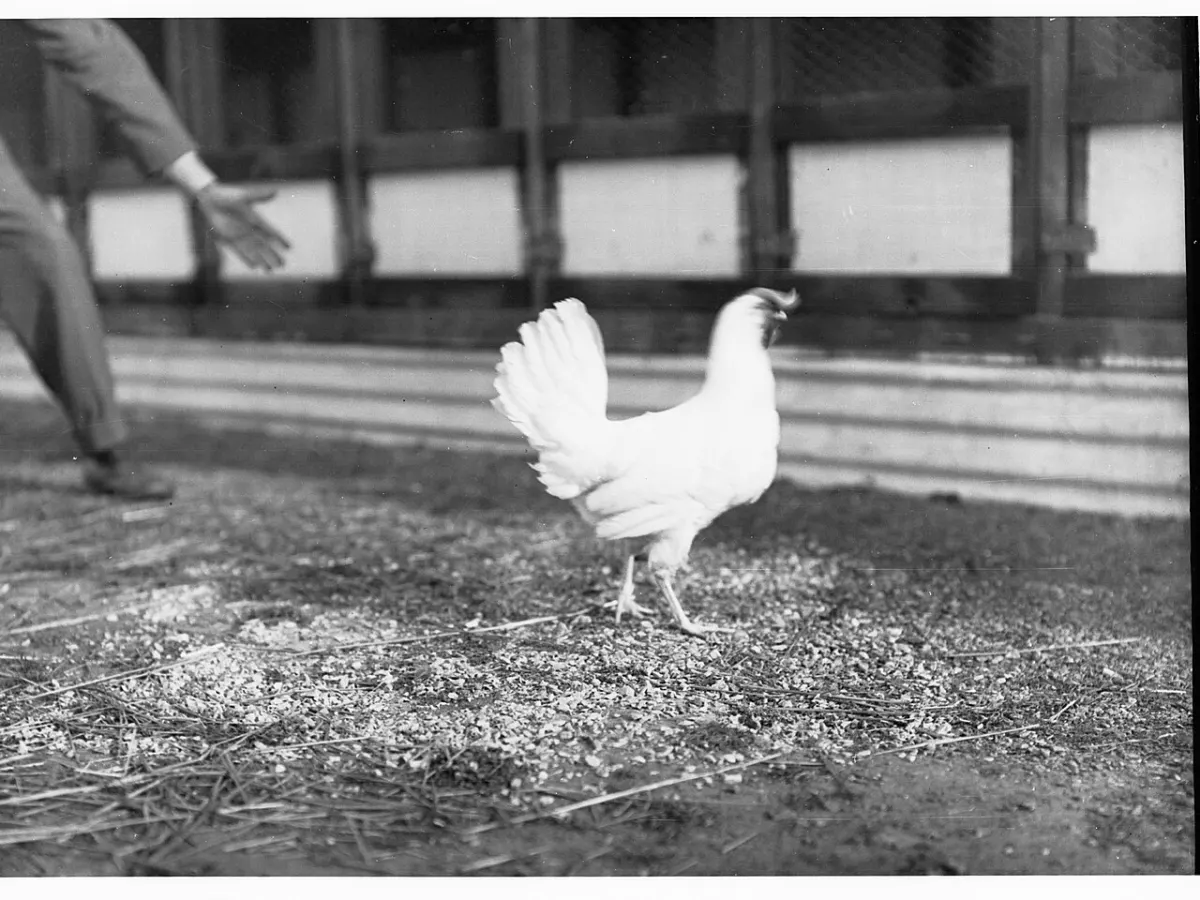 Poultry Management System - White Leghorn chicken at Parafield Poultry Farm(GN12788)