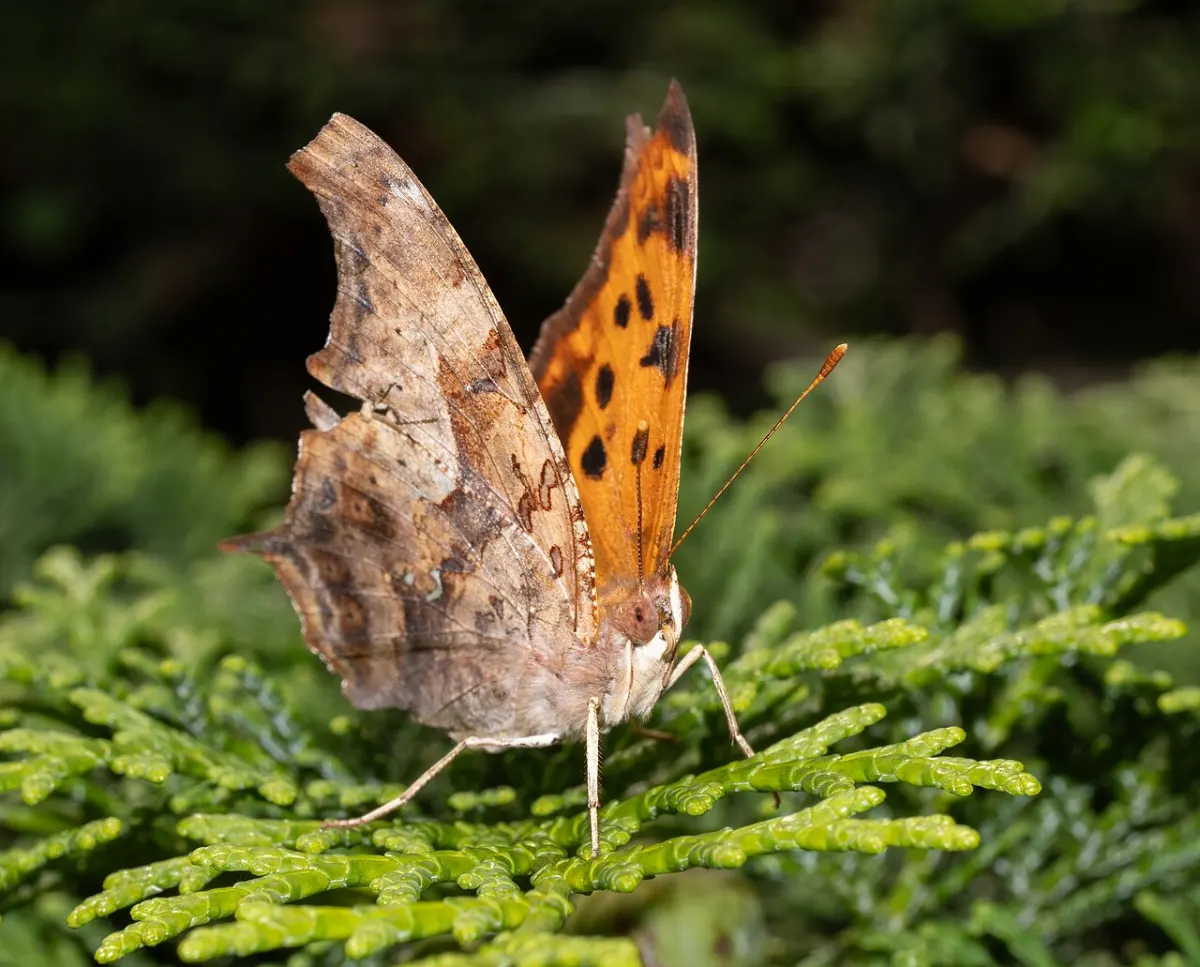 Question & Answer Forum - Question mark butterfly