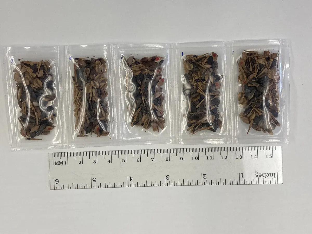 Seed Management System - Packets of tree seeds to be flown on NASA's Artemis 1 mission