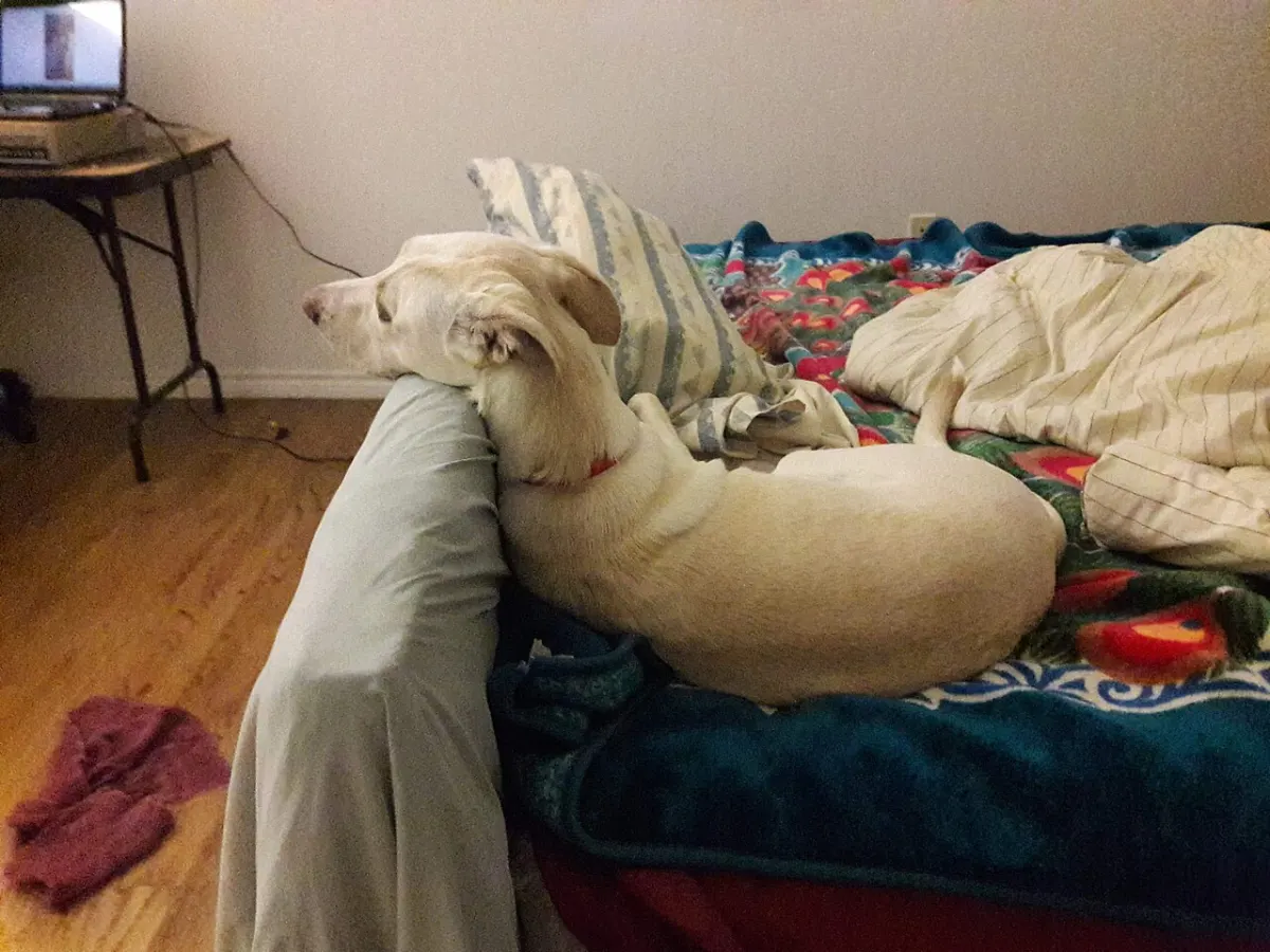 Sleep Tracker App - Dog sleeping in bed face