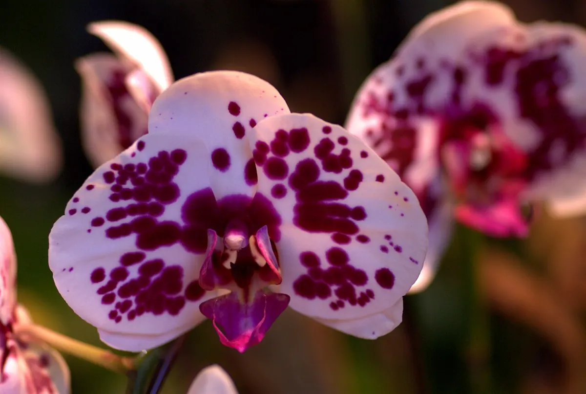 URL Shortener - Phalaenopsis Chain Xen Mammon at thePacific Orchid Exposition 2010