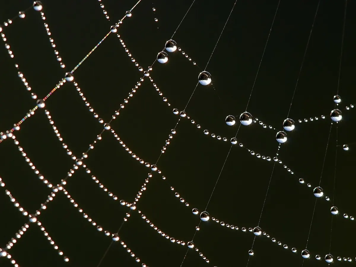URL Shortener - Spider web Luc Viatour